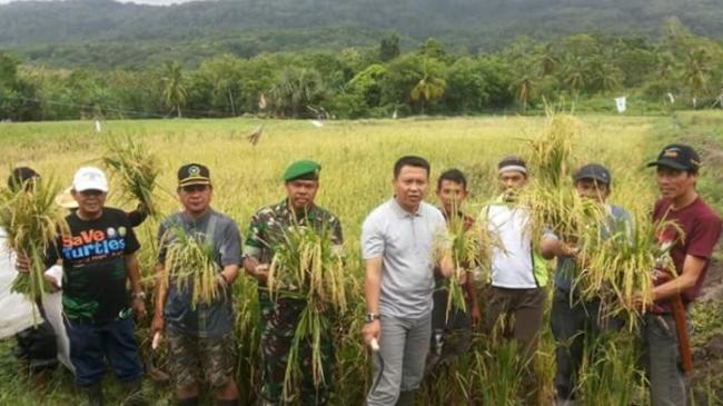 Bupati Kep. Selayar Panen Perdana Padi di Buttu Desa Laiyolo 