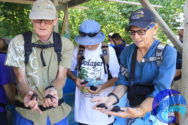 Lepas Tukik di Kampung Penyu, Ini Ungkapan Ross Turis Asal New Zealand