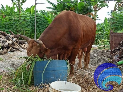 Hari Raya Idul Adha 1443 H, Jumlah Hewan Kurban di Selayar Capai 715 Ekor  