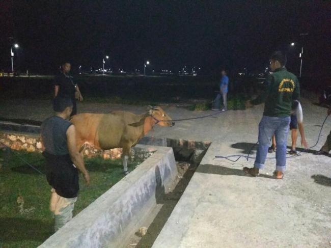 Tertibkan Hewan Ternak Berkeliaran, Satpol PP Damkar Ambil Langkah Tegas Sampai ke Meja Hijau