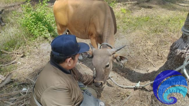 Pemeriksaan Hewan Qurban Jelang Hari Raya Idul Adha 1440 H