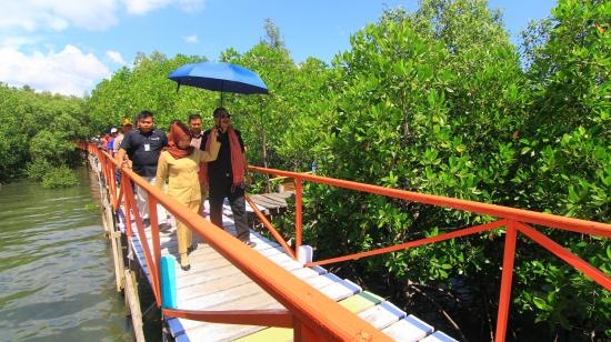 Berkunjung ke Hutan Mangrove
